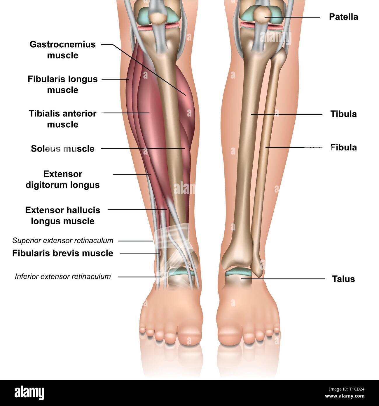 Unterschenkel Anatomie 3d medical Vector Illustration auf weißem Hintergrund Stock Vektor