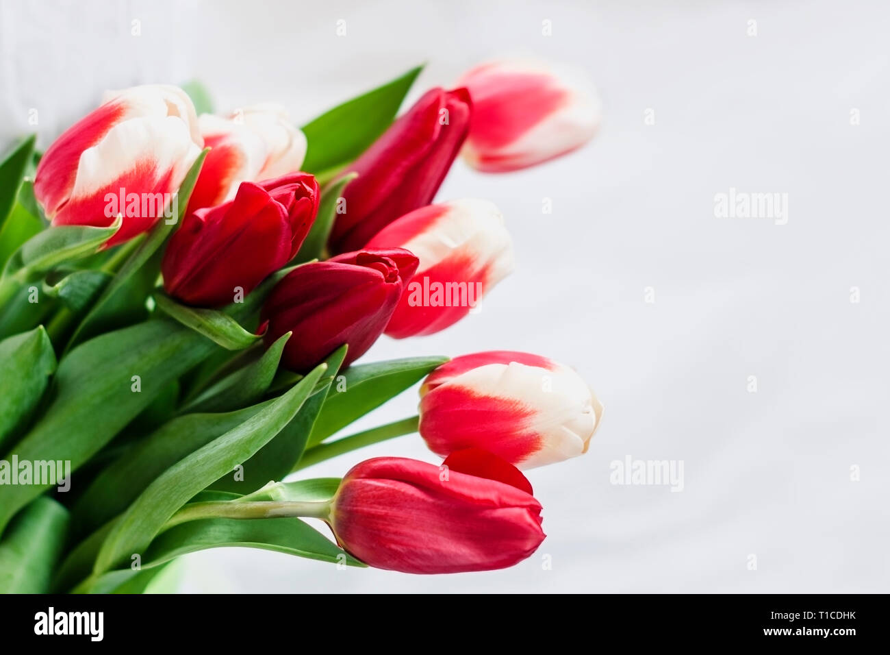 Helle Bouquet von roten mit weißen Tulpen für Herzlichen Glückwunsch! Stockfoto
