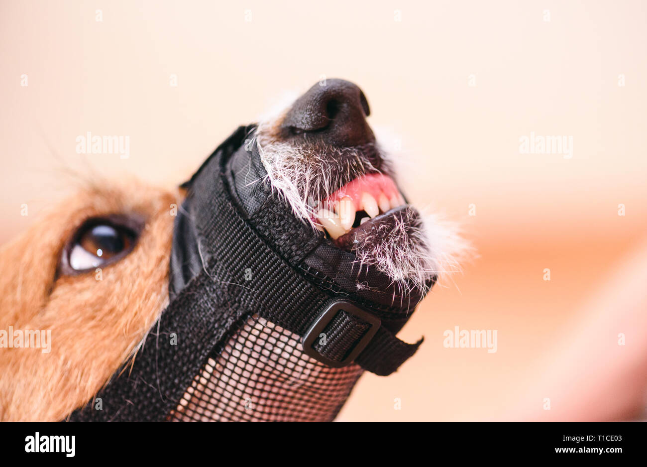 dog muzzle for aggressive dog