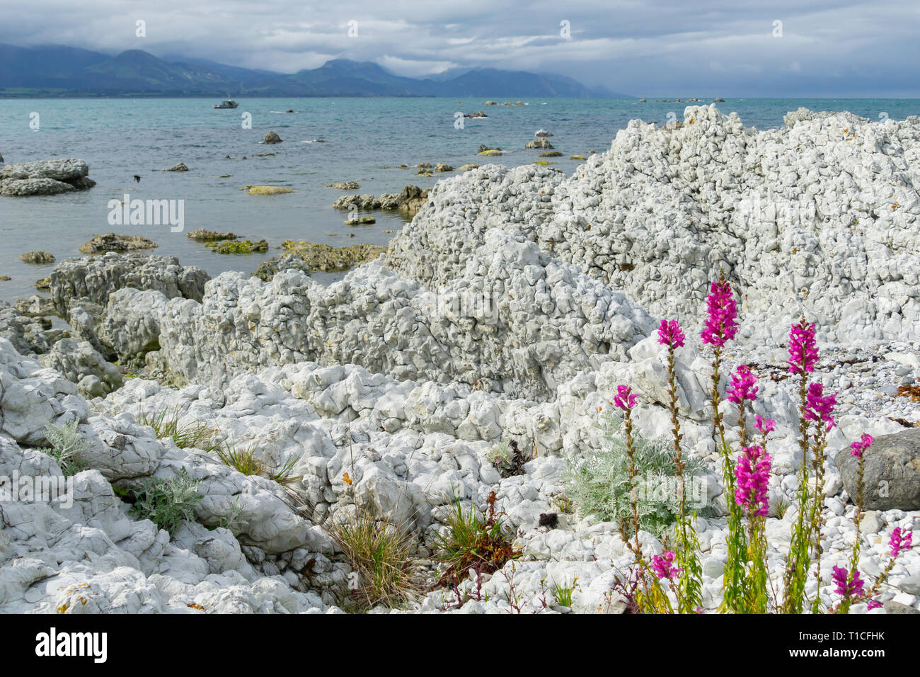 Kaikoura ungewöhnliche Küste verfügt über weiße geschichteten Sandstein Formen rau und zerklüftet mit rosa Wildblumen Stockfoto