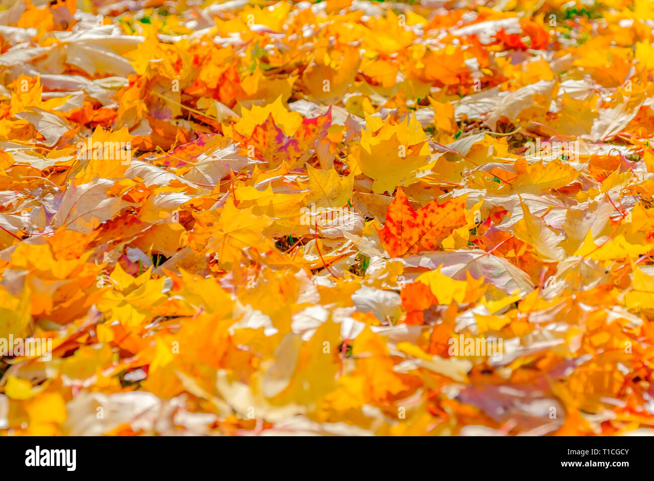 Bunte schöne Laub von den Bäumen im Herbst Park. Stockfoto
