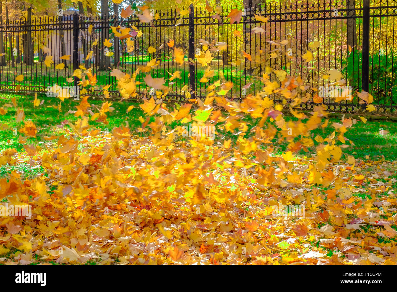 Bunte schöne Blätter von den Bäumen fallen und Spin in der Luft in einem Herbst Park. Stockfoto