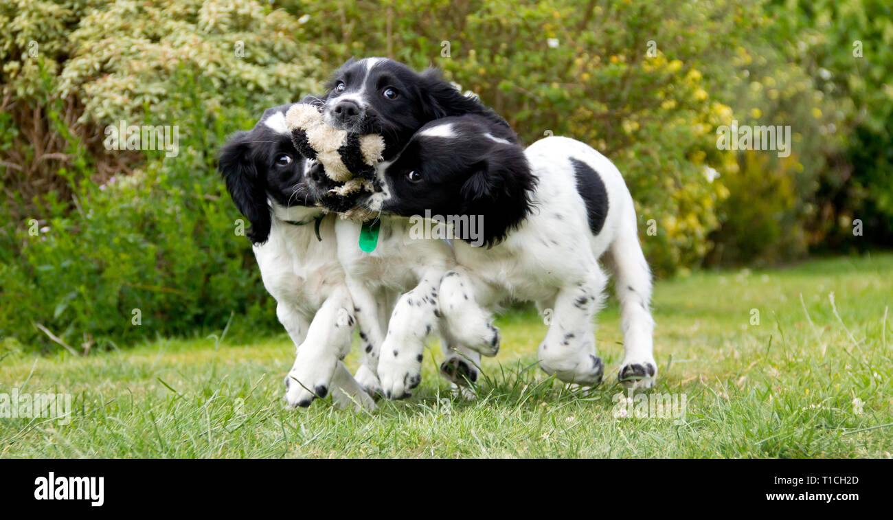 Drei Welpen spielen mit einem Spielzeug. Stockfoto
