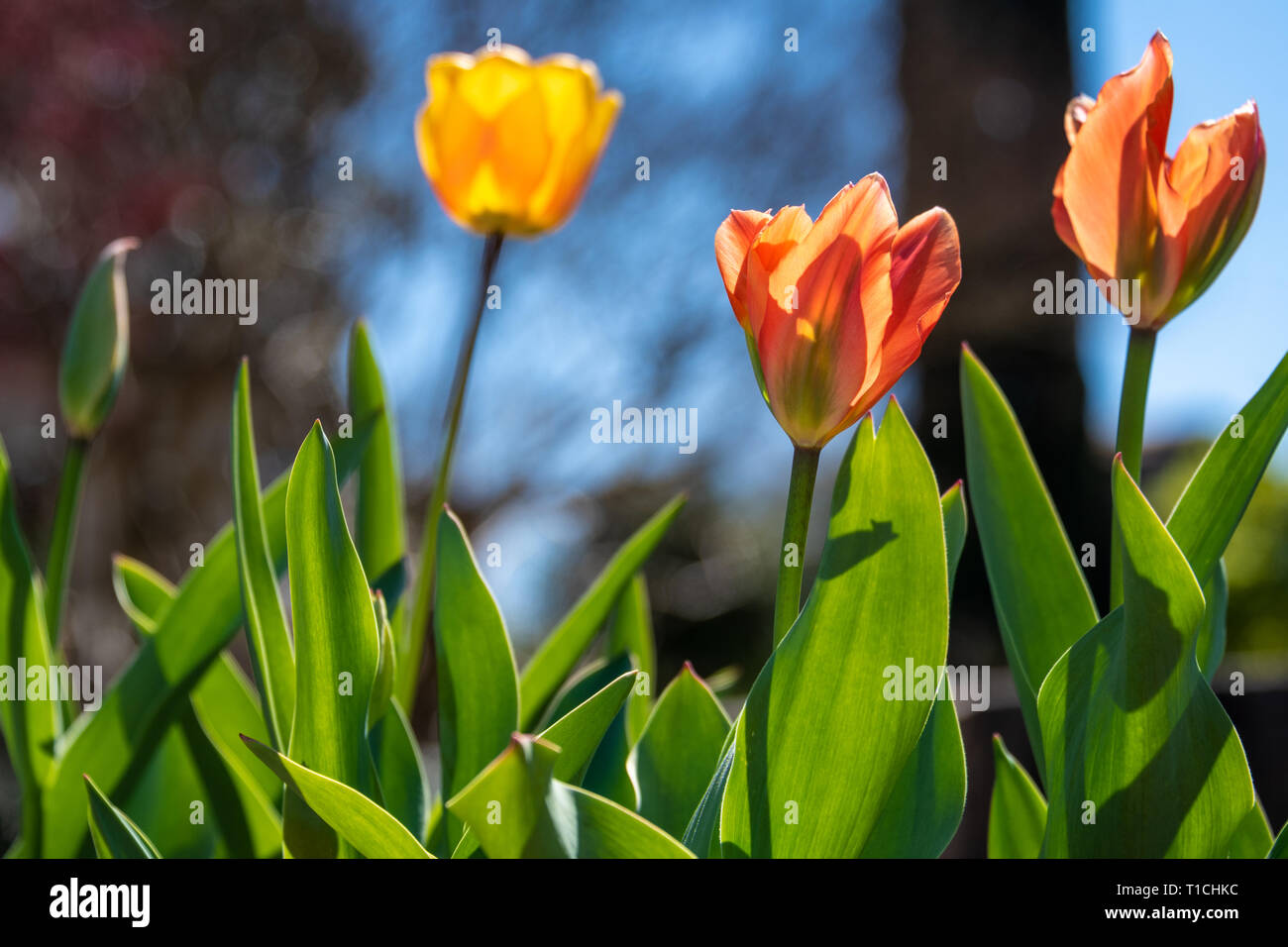 Bunte Tulpen blühen im Frühling am historischen Oakland Cemetery in Atlanta, Georgia. (USA) Stockfoto