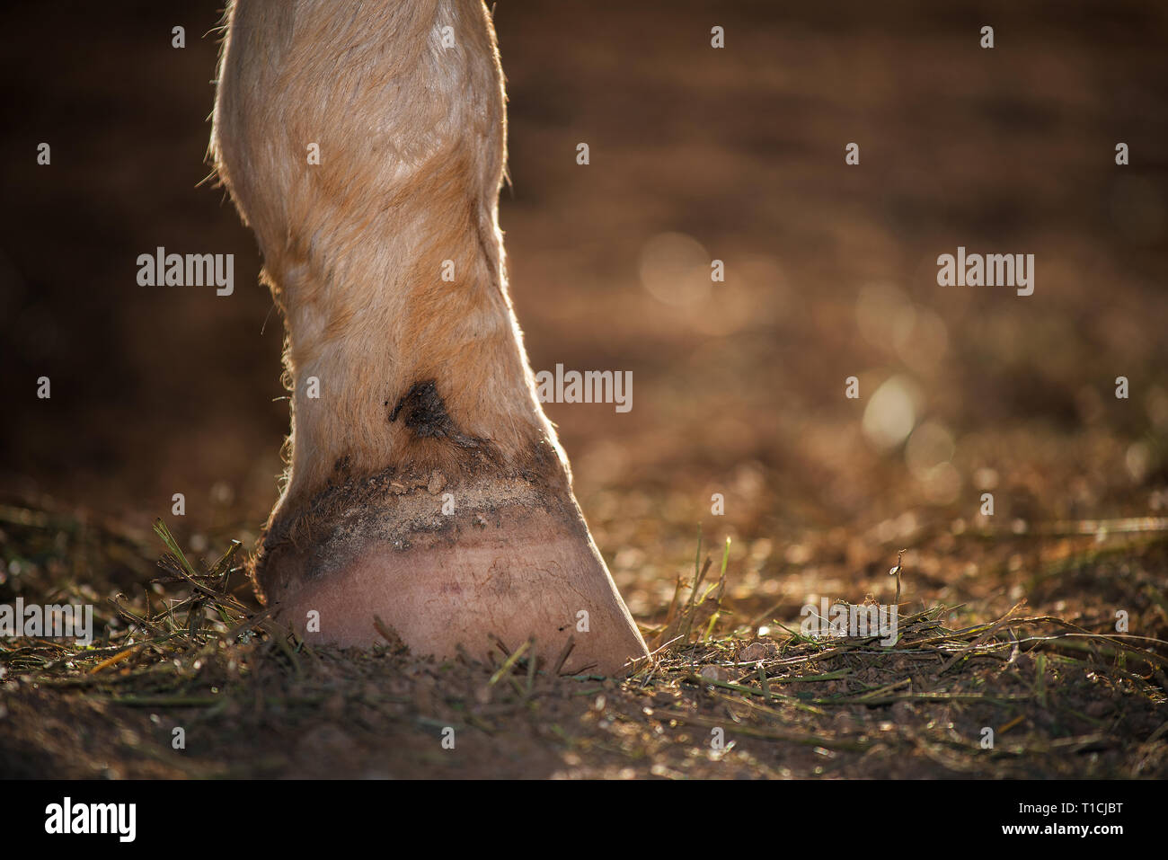 Pferd Unterschenkel Stockfoto