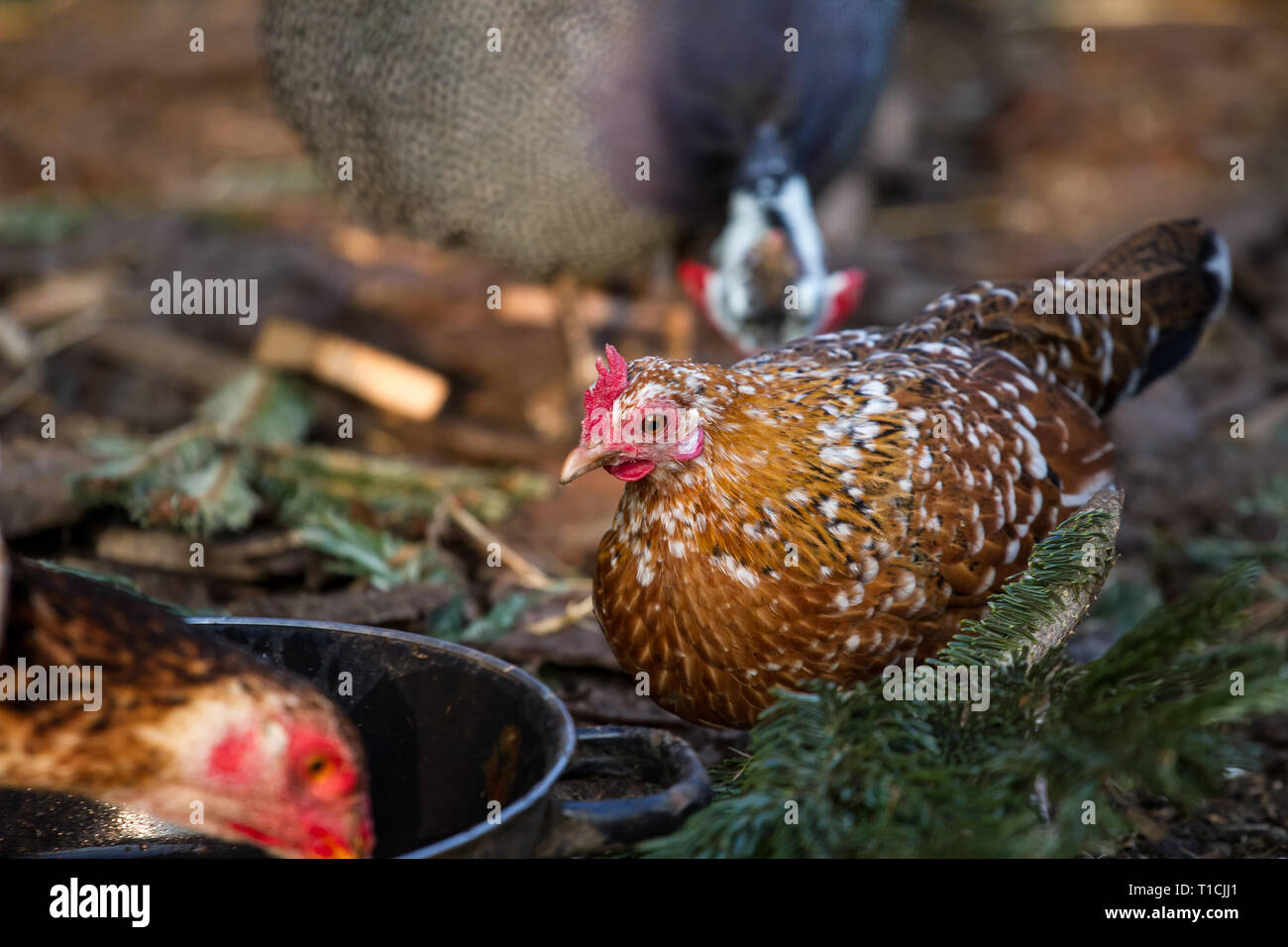 Stoapiperl/Steinhendl (Gallus gallus domesticus), einer vom Aussterben bedrohten Rasse Huhn aus Österreich Stockfoto