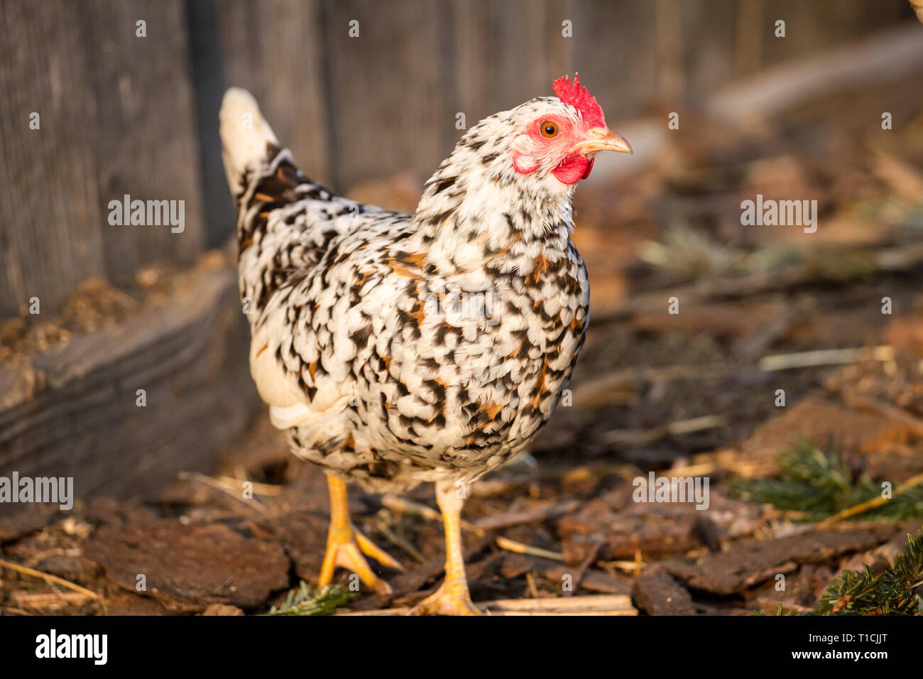 Stoapiperl/Steinhendl (Gallus gallus domesticus), einer vom Aussterben bedrohten Rasse Huhn aus Österreich Stockfoto
