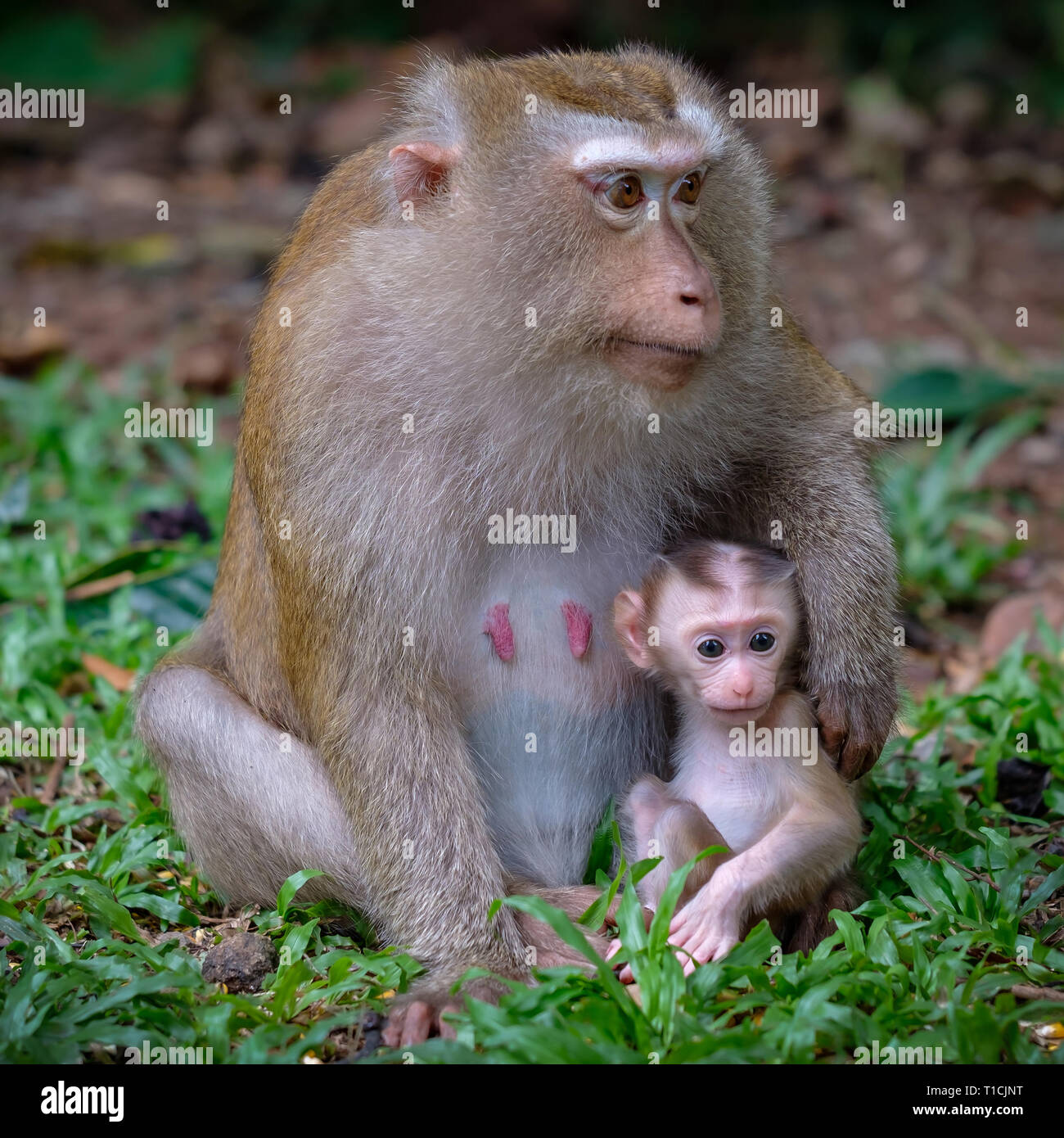 Affe mit ihren kleinen niedlichen Baby. Stockfoto