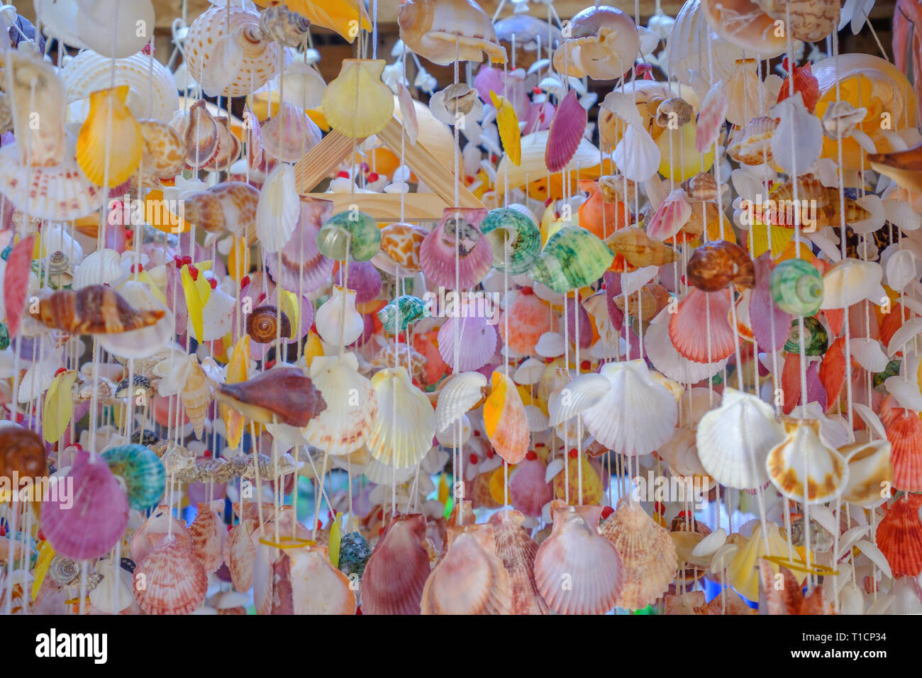Sammlung von verschiedenen bunten Muscheln als Hintergrund. Stockfoto