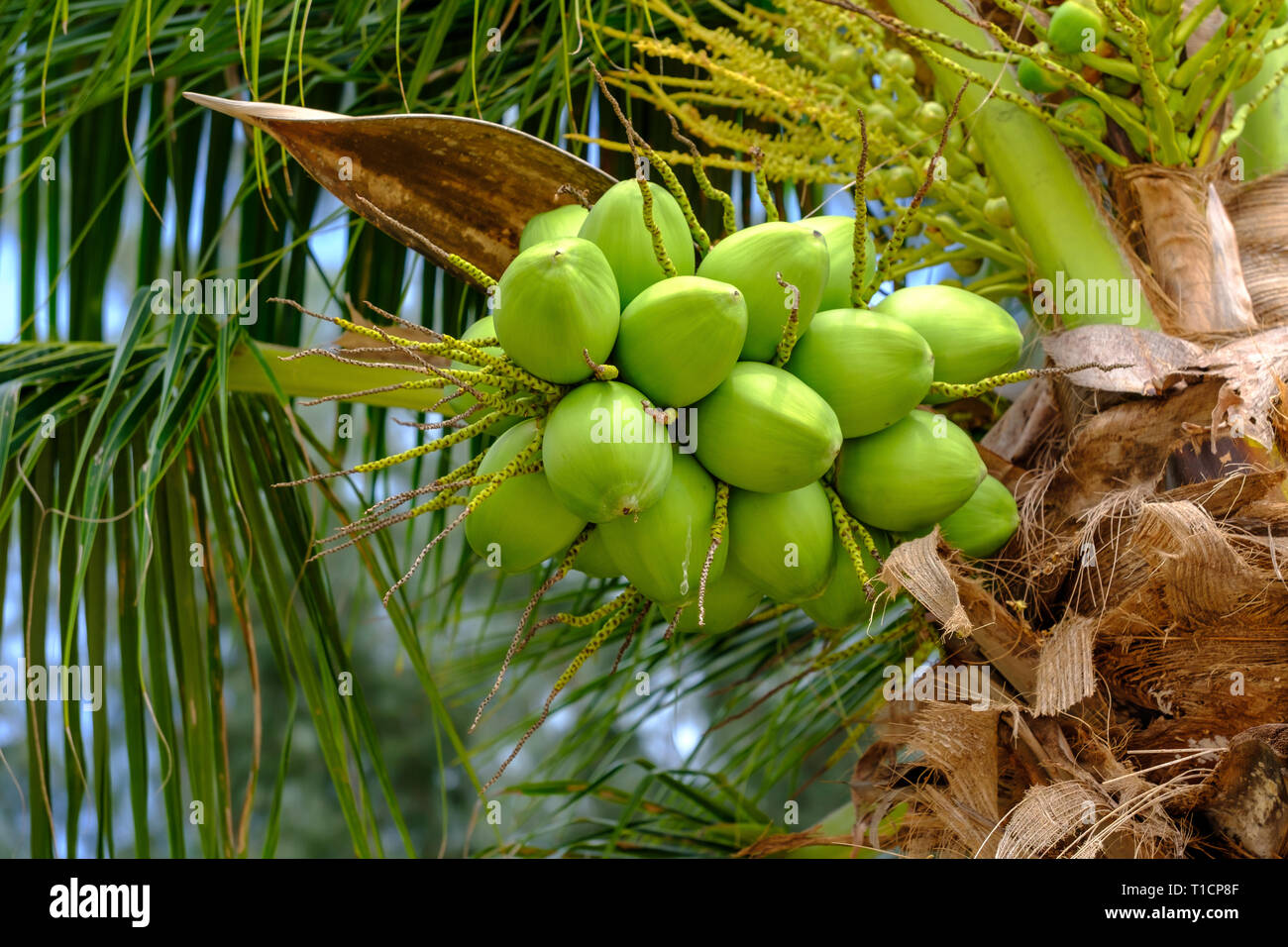 Bündel der grünen Kokosnuss auf Kokospalme. Close Up. Stockfoto