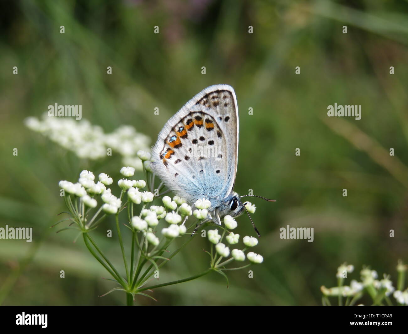 Gemeinsame Blauer Schmetterling auf einem weißen Blumen close-up. Polyommatus icarus auf Frühlingswiese, Schönheit der Natur Stockfoto