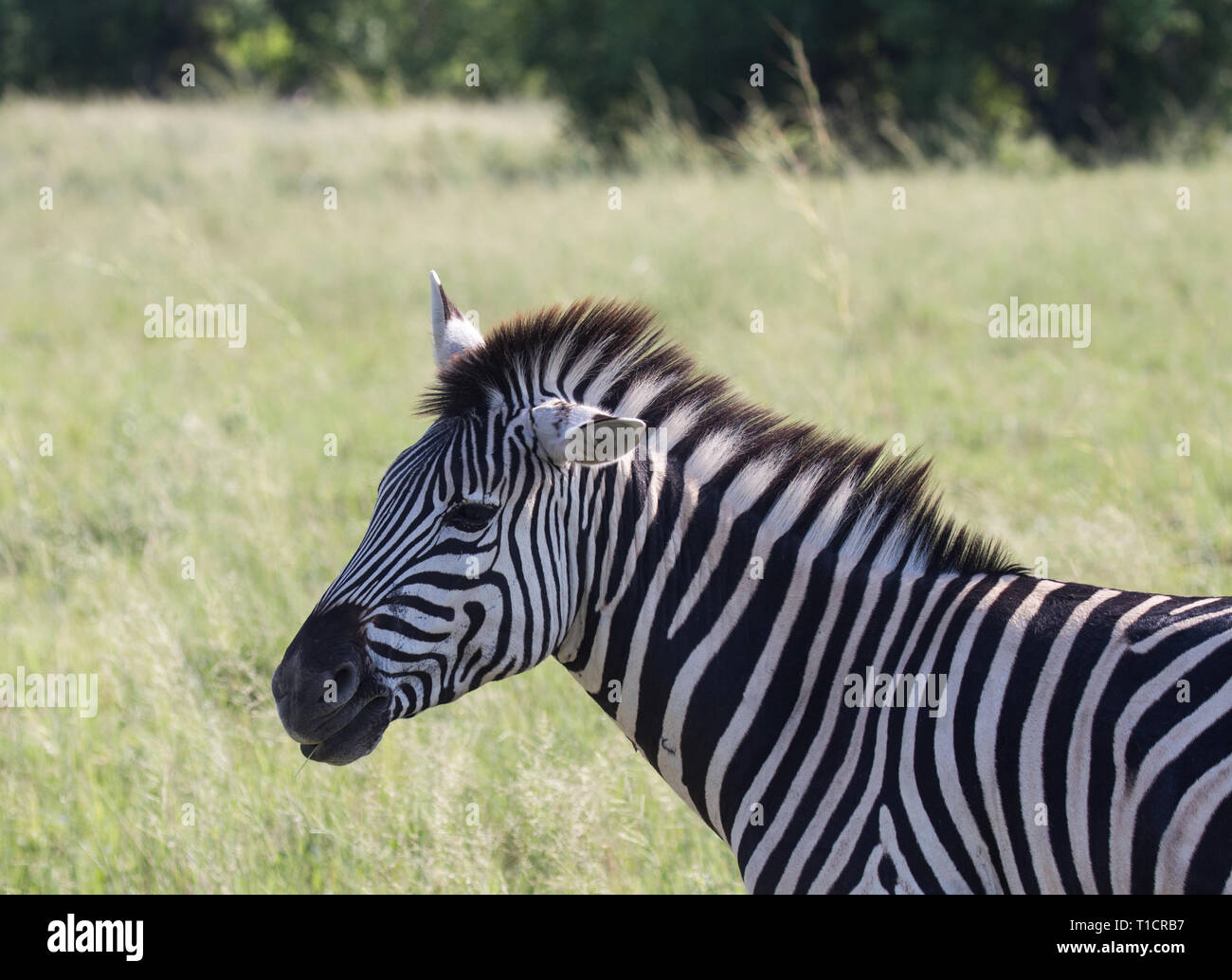 Zebra, Okavango Delta, Botswana Stockfoto