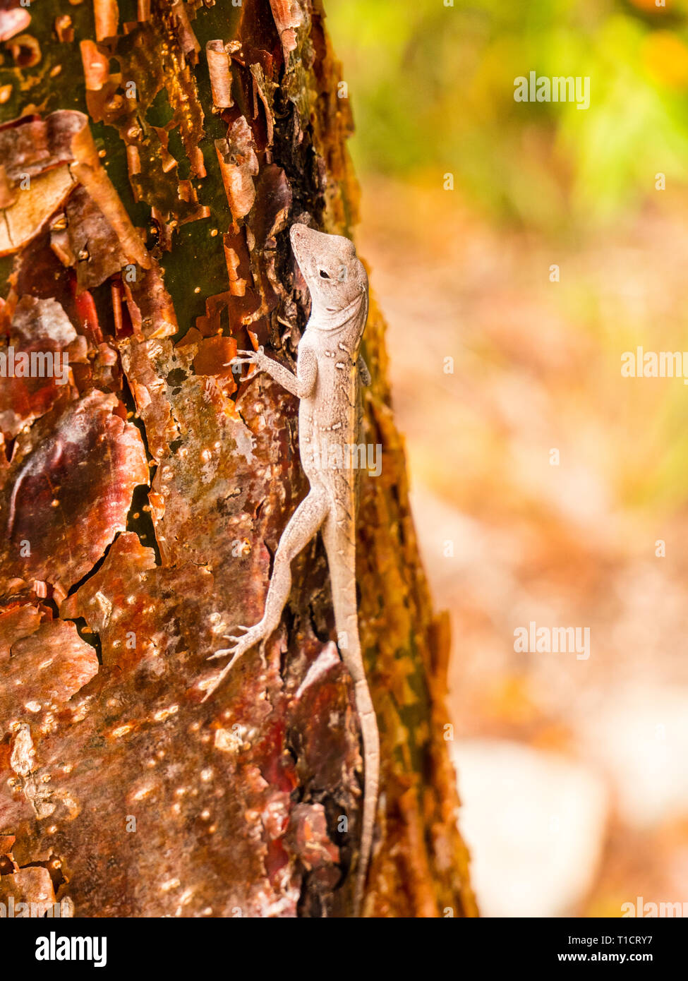 Eidechse, Leon Abgabe einheimische Pflanze erhalten, Governors Harbour, Eleuthera, Bahamas, in der Karibik. Stockfoto