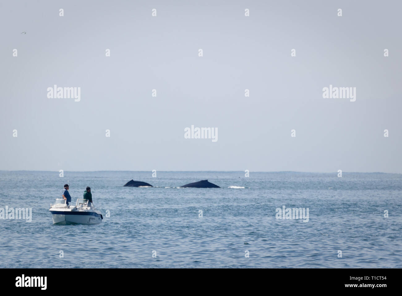 Nahaufnahme der kleinen Power Boot und 2 Personen in der Nähe von zwei Verstöße gegen die Wale aus San Francisco Küste Stockfoto