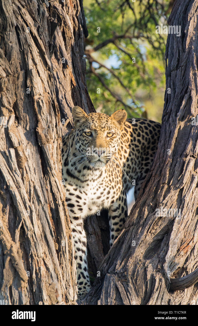 Leopard starrte von einem Baum, Okavantgo Delta, Botswana Stockfoto