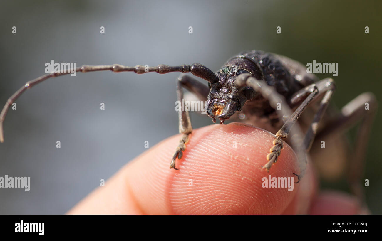 Schwarze Käfer mit langen Antennen sitzt auf einem menschlichen Finger Stockfoto