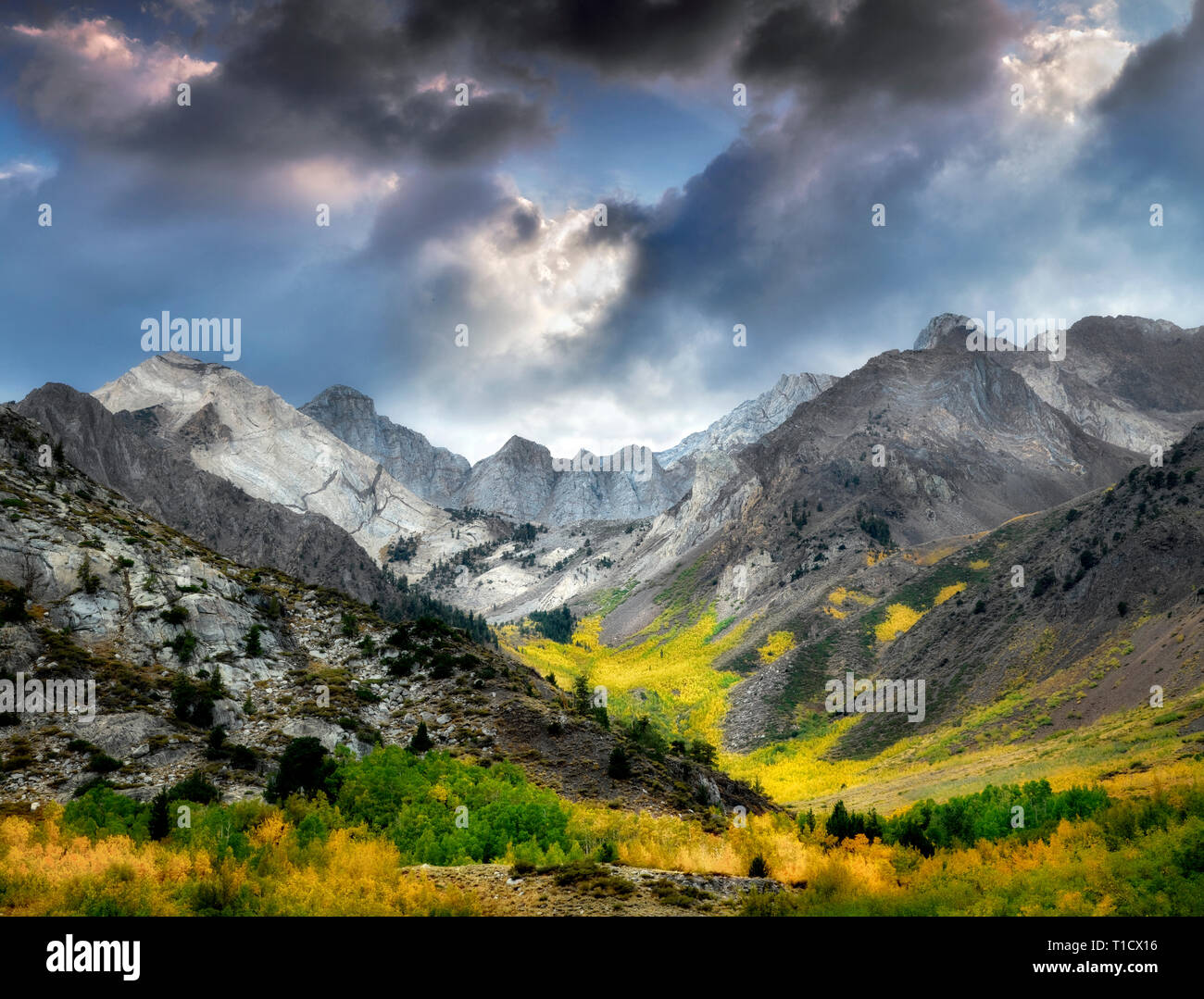 McGee Creek Canyon mit Herbst farbige Espen. Inyo National Forest. California Stockfoto