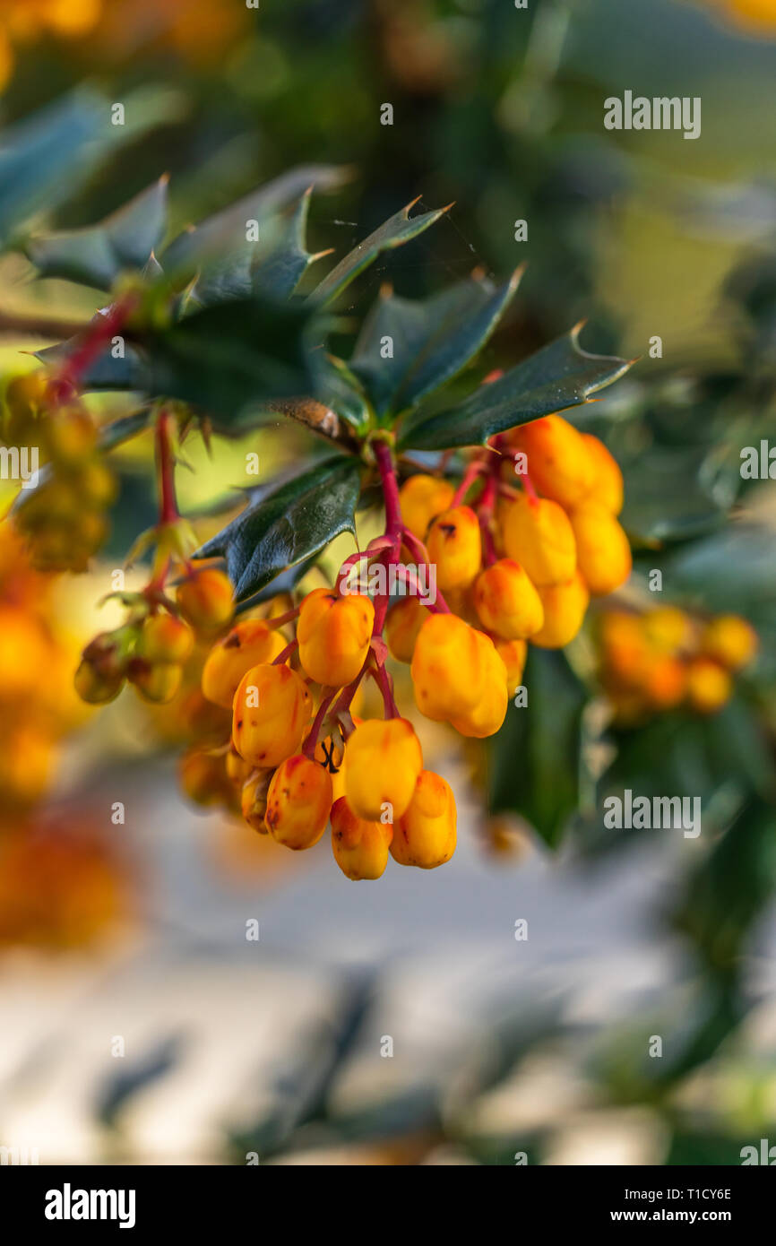 Darwins Berberitze - Berberis darwinii - Ein immergrüner Strauch mit seinen bunten hängenden Blütentrauben der Reichen orange Blumen im Frühling in Großbritannien Stockfoto