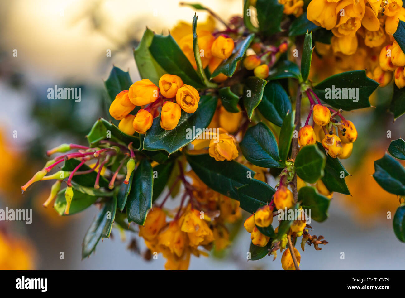 Darwins Berberitze - Berberis darwinii - Ein immergrüner Strauch mit seinen bunten hängenden Blütentrauben der Reichen orange Blumen im Frühling in Großbritannien Stockfoto