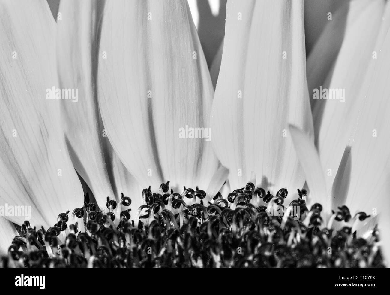 Makroaufnahme einer Gerbera Daisy, vertikale Blütenblätter als Kulisse für die dunklen Antheren Stockfoto