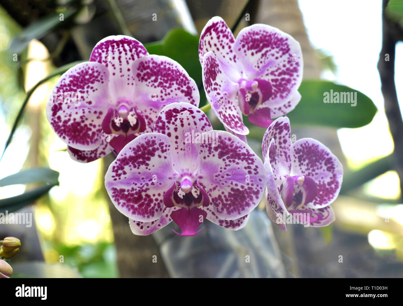 Lila Phalaenopsis Orchidee, lila Motte dendrobium orchid flower, Orchidee, Blütenblatt Textur, blütenförmige Muster, blumige Muster, Lila blühenden, Stockfoto