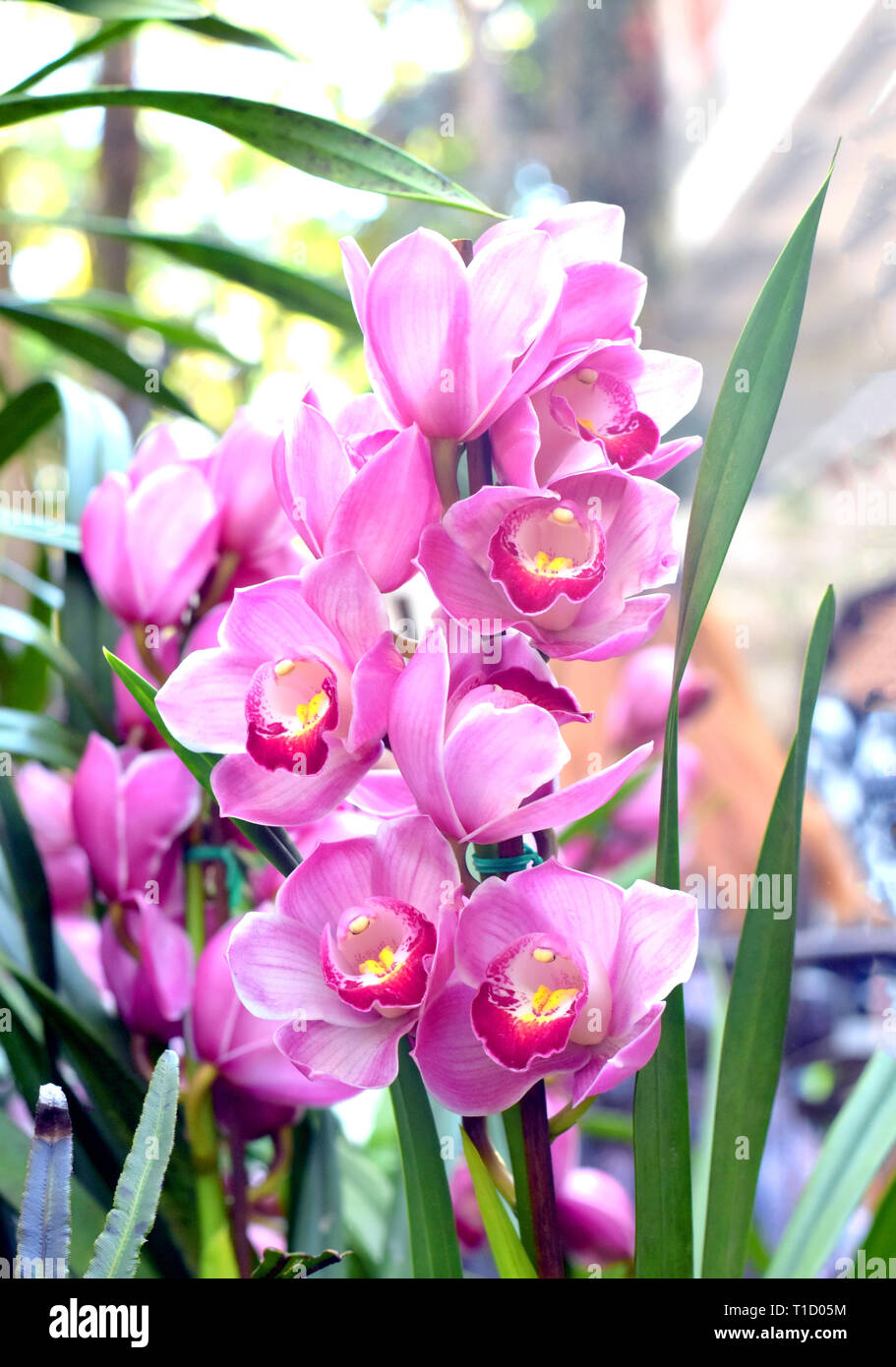 Rosa cymbidium Orchideenblüte auf Spike, schöne blumige Muster, pink orchid flower Farm, rosa Orchidee Garten, Blumengarten, blumige Muster, Stockfoto