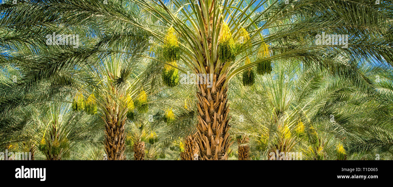 Dattelpalme Baum Obstgarten mit reifen Früchten. Indio, Kalifornien Stockfoto