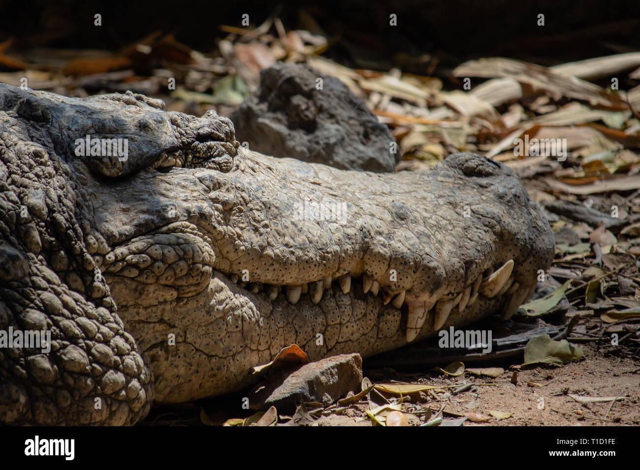 Ein Krokodil aalt sich in der Sonne und gibt eine toothy böses Lächeln Stockfoto