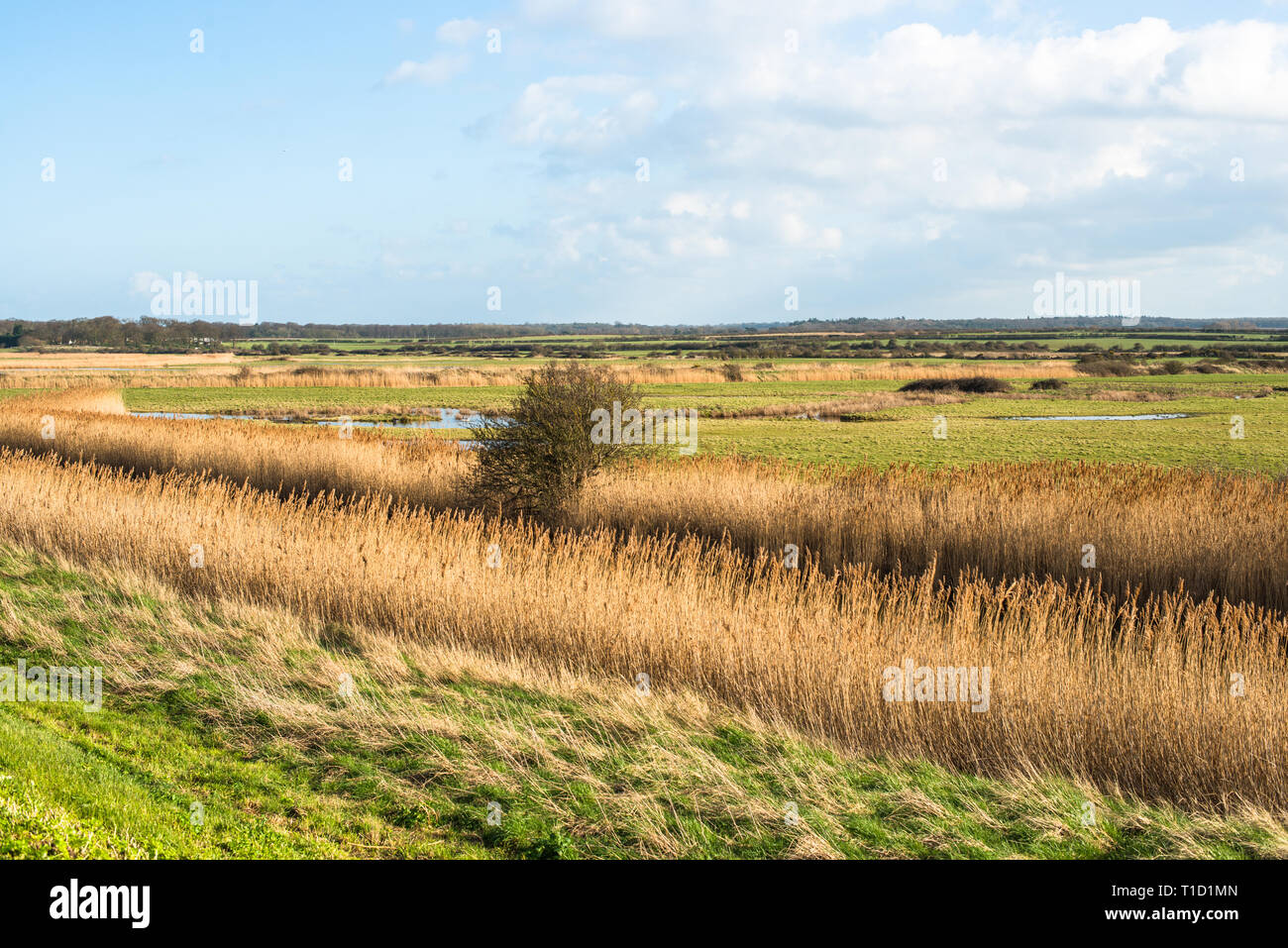 Blick auf Salzwiesen von Schilf umgeben, von Norfolk Coast Path National Trail in der Nähe von Burnham Overy Staithe, East Anglia, England, UK. Stockfoto