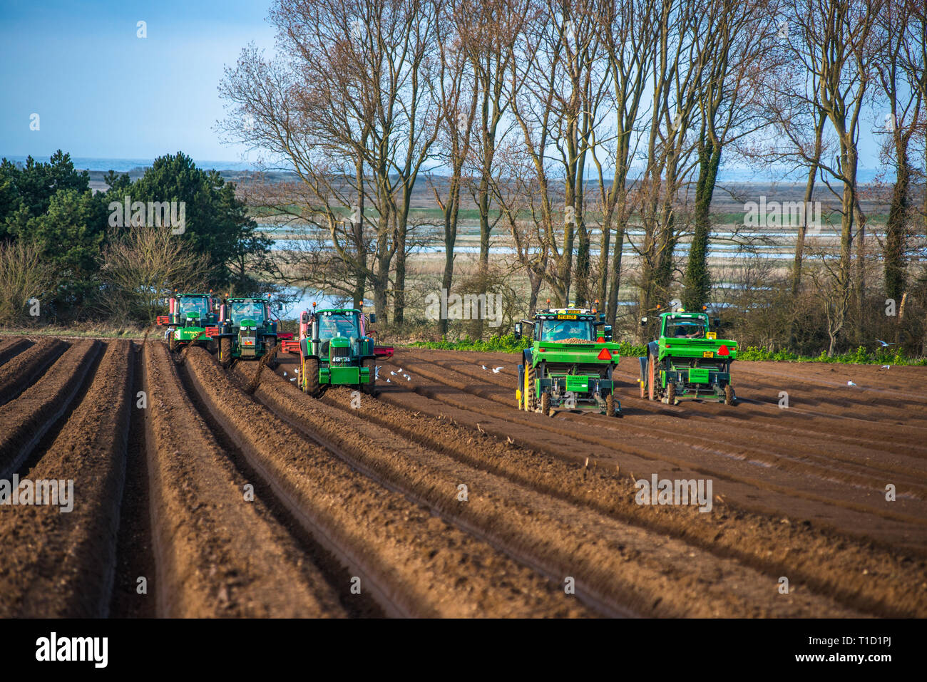 Traktoren, die tiefes Bett Vorbereitung, dann Aussaat die Felder in den frühen Quellen Zeit in Burnham Overy in Nord Norfolk, East Anglia, England, Großbritannien Stockfoto