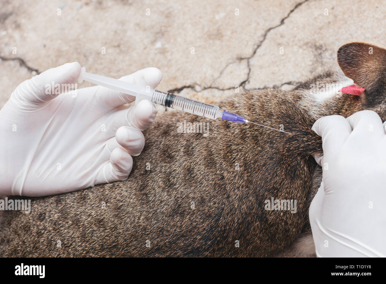 Katze Medikamente Mit Spritze Geben www.alamy.de