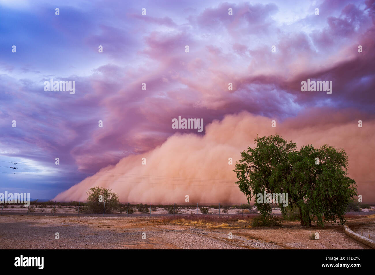 Ein Haboob-Staubsturm zieht bei Sonnenuntergang in der Nähe von Tacna, Arizona, USA, durch die Wüste Stockfoto