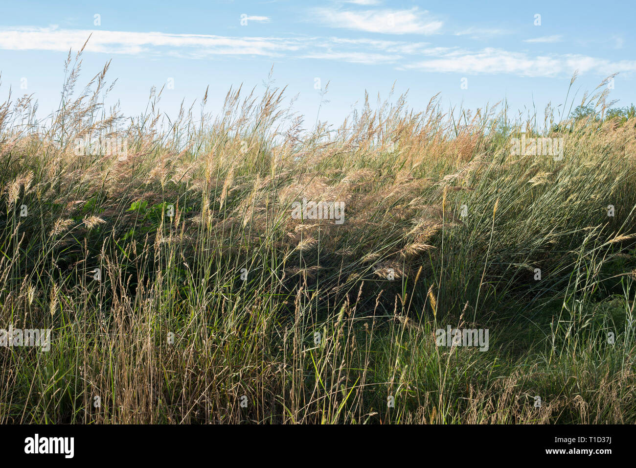 Hohen Gräsern weht im Wind an einem sonnigen Tag Stockfoto