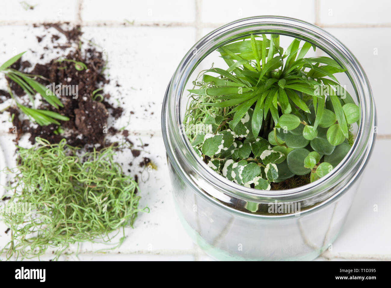 Hohe Betrachtungswinkel von Newly-Created Terrarium mit schleichenden Abb., Neanthe Bella Palm, Peperomia und Arrowhead Pflanzen mit Moos, übrig gebliebene Pflanzen und Boden o Stockfoto