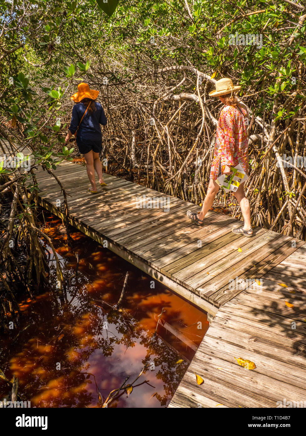 Touristen auf Gehweg warf, Mangrovenwald, Leon Abgabe einheimische Pflanze erhalten, Governors Harbour, Eleuthera, Bahamas, in der Karibik. Stockfoto