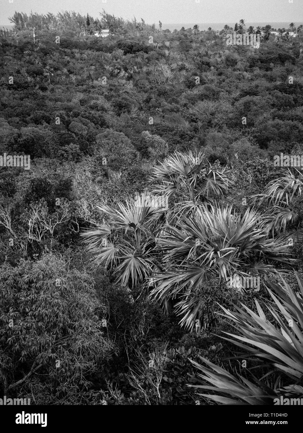 Luftaufnahme von Leon Abgabe einheimische Pflanze erhalten, Governors Harbour, Eleuthera, Bahamas, in der Karibik. Stockfoto