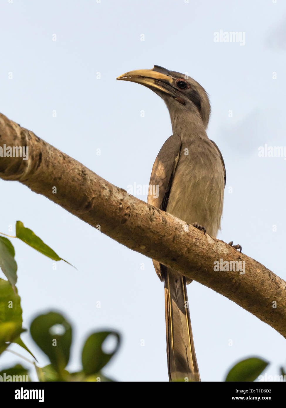 Indische grau Hornbill (Ocyceros Birostris) Stockfoto