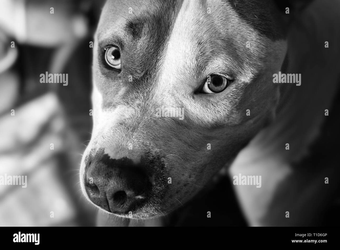 Ein Mischlingshund (American Staffordshire Pit Bull Terrier und American Pit Bull Terrier) (Canis lupus familiaris) schaut liebevoll auf. Stockfoto