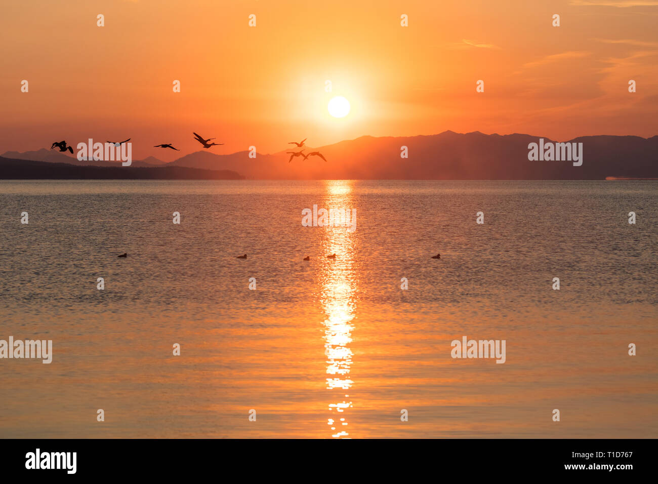 Kanada Gänse fliegen durch den Sonnenaufgang am Yellowstone Lake Stockfoto