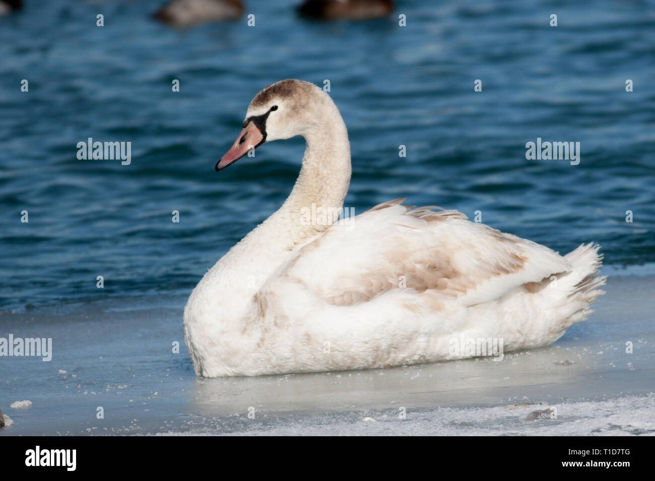 Ufervögel Wasservögel Juvenile Mute swan auf dem Eis Stockfoto