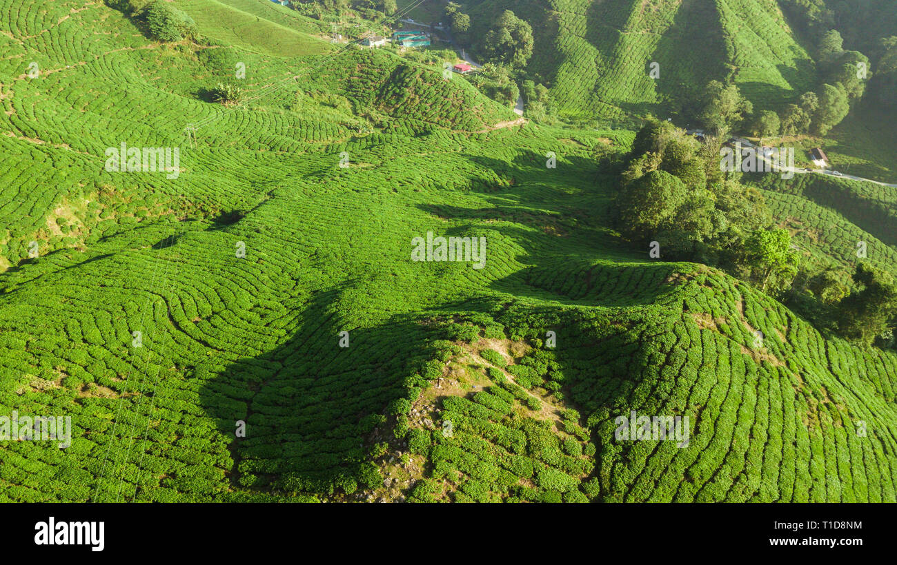 Die Cameron Highlands: Boh Tee Plantage Stockfoto