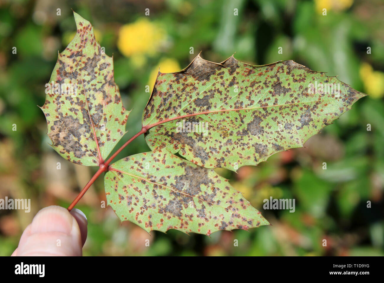Mahonia Rostpilz Cumminsiella mirabilissima auf Mahonie Mahonia aquifolium Stockfoto