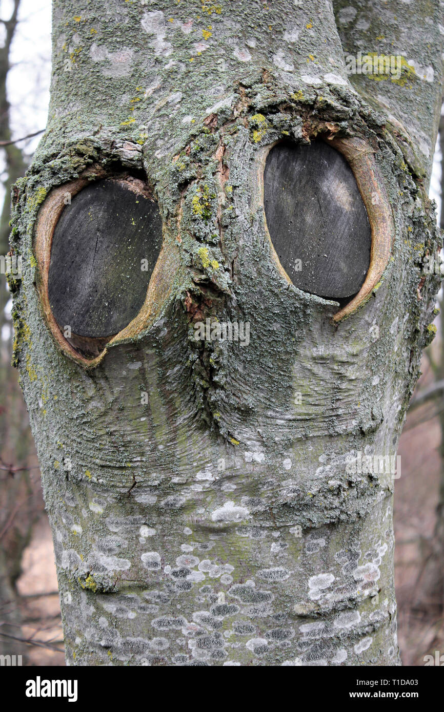 Baumstamm mit "Eule" - die Augen von zwei Narben gebildet Stockfoto