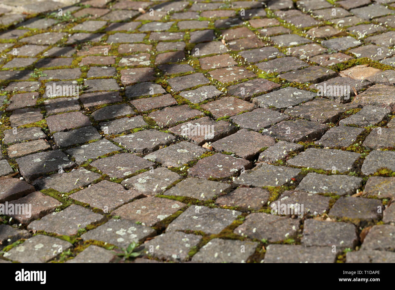 Alten gepflasterten Oberfläche der Straße in der Stadt. Stockfoto