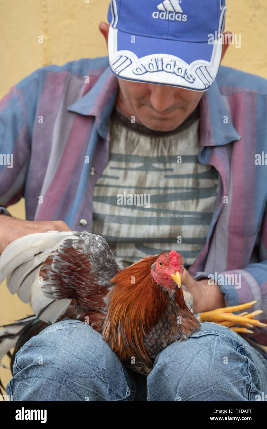 Cockfighting Stockfotos Und Bilder Kaufen Alamy