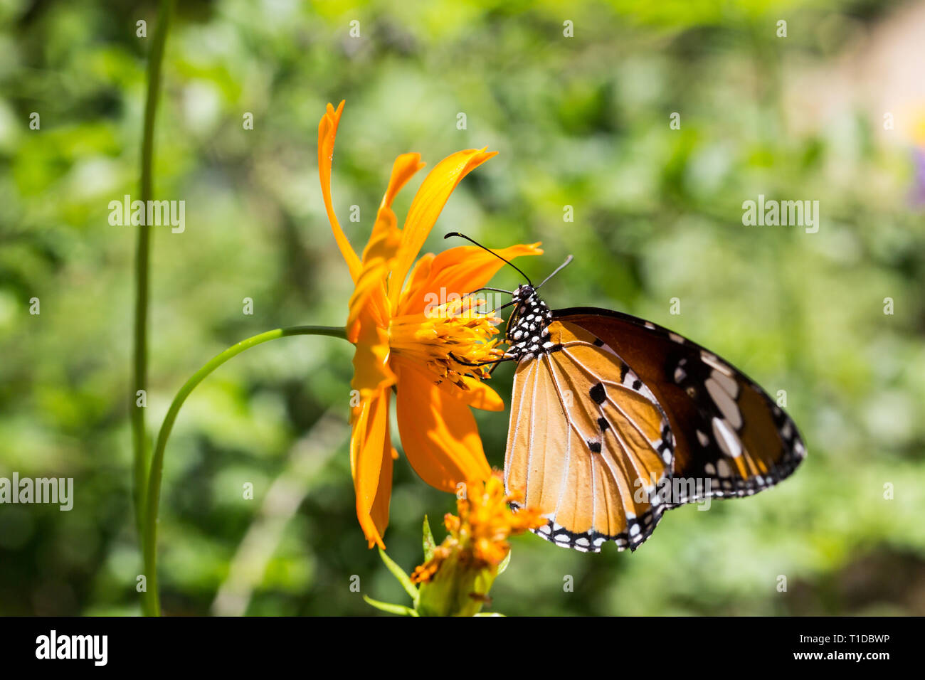 Farbe mit braunen Schmetterling Close-up auf eine Blume mit lila Farbe Stockfoto