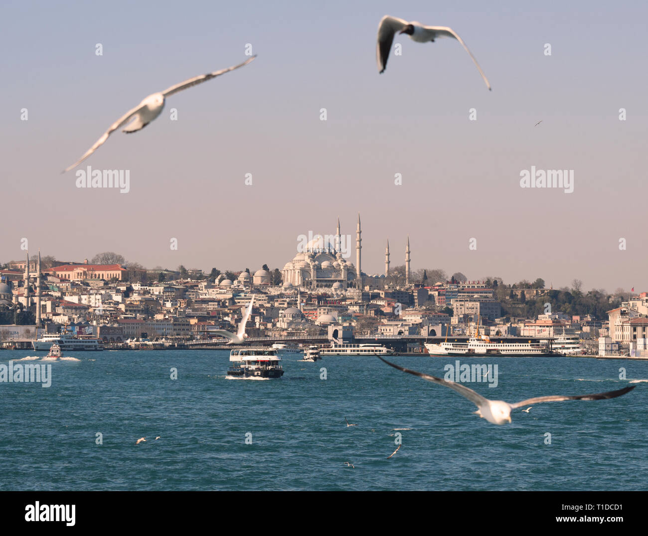 Ein Blick auf Istanbul von einem Boot auf dem Fluss Bosporus mit der Süleymaniye Moschee am Horizont und Möwen am Himmel Stockfoto