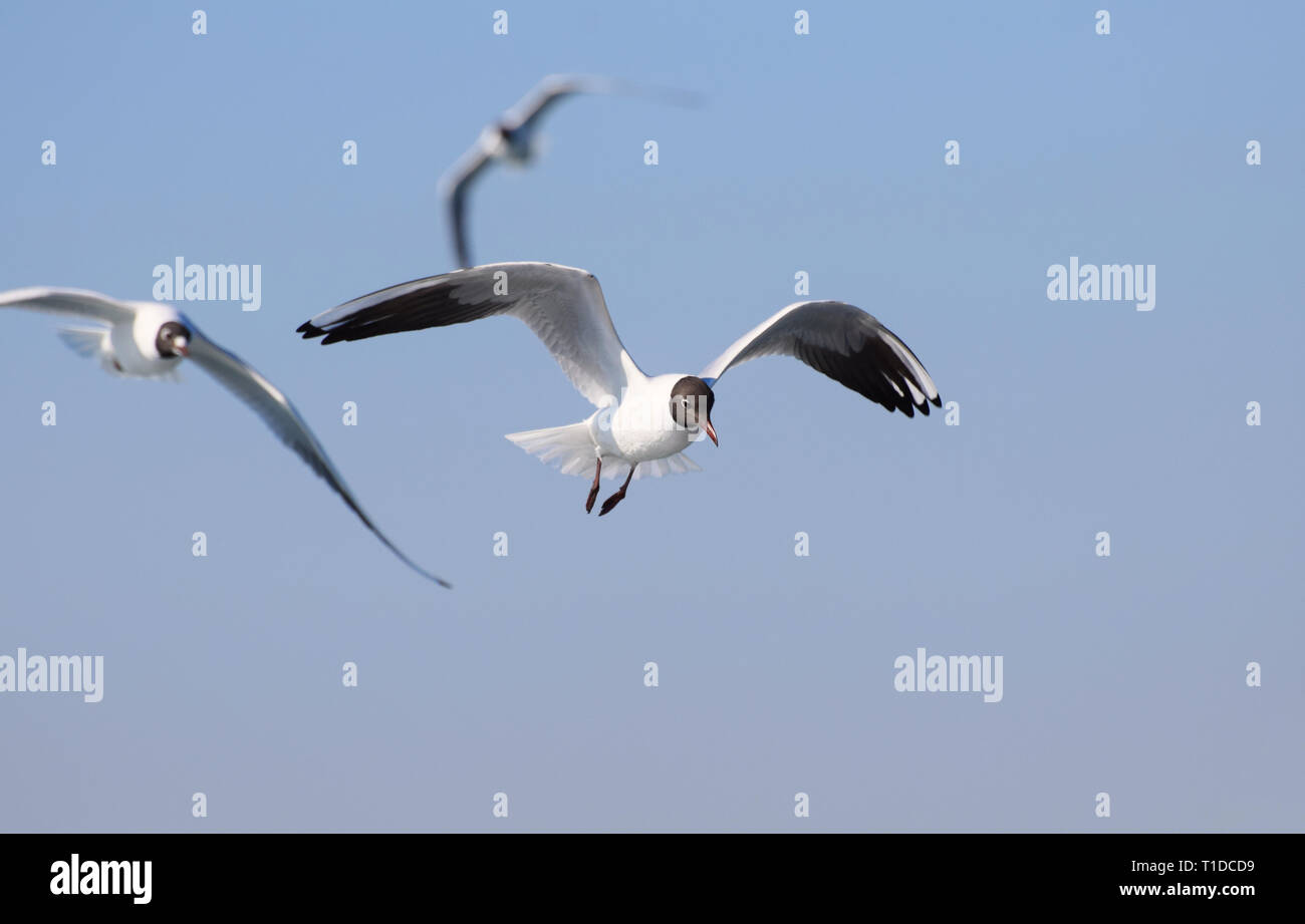 Schwarze Leitung Möwen im Flug im blauen Himmel Stockfoto