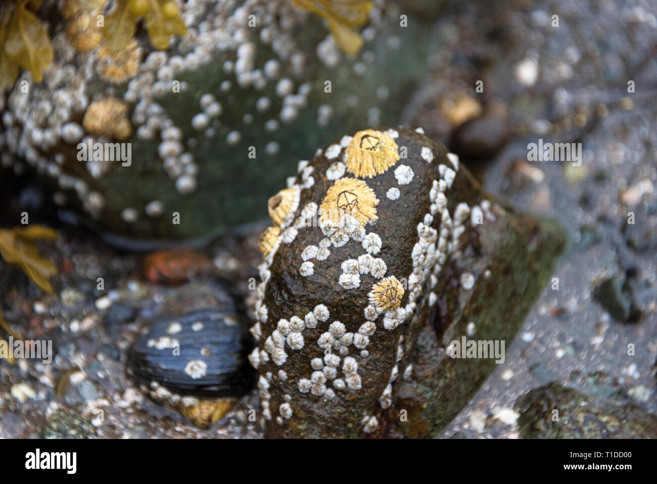 Mehrere Generationen von seepocken (Semibalanus balanoides) am Strand Felsen in Otter Cove, Maine. Die jungen Seepocken sind klein und blass. Stockfoto