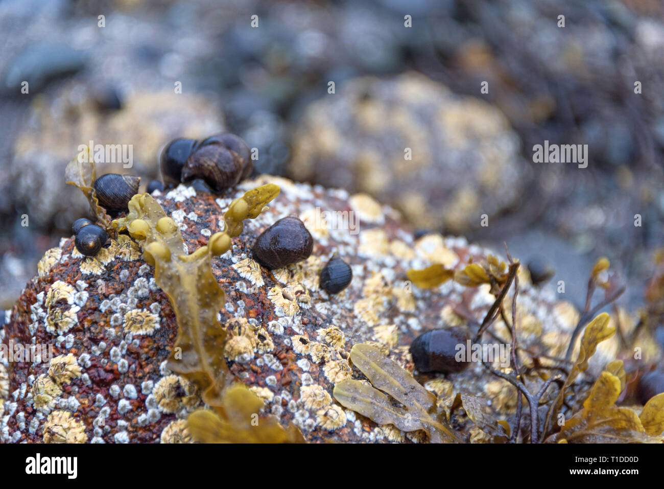 Gemeinsame Strandschnecke (Littorina Millionenstadt) auf einem barnacle - Rock, mit blasentang (Fucus vesiculosus) Stockfoto